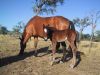 reiten-namibia-17.jpg