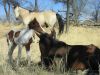 reiten-namibia-62.jpg