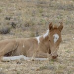 Palominoscheckenfohlen