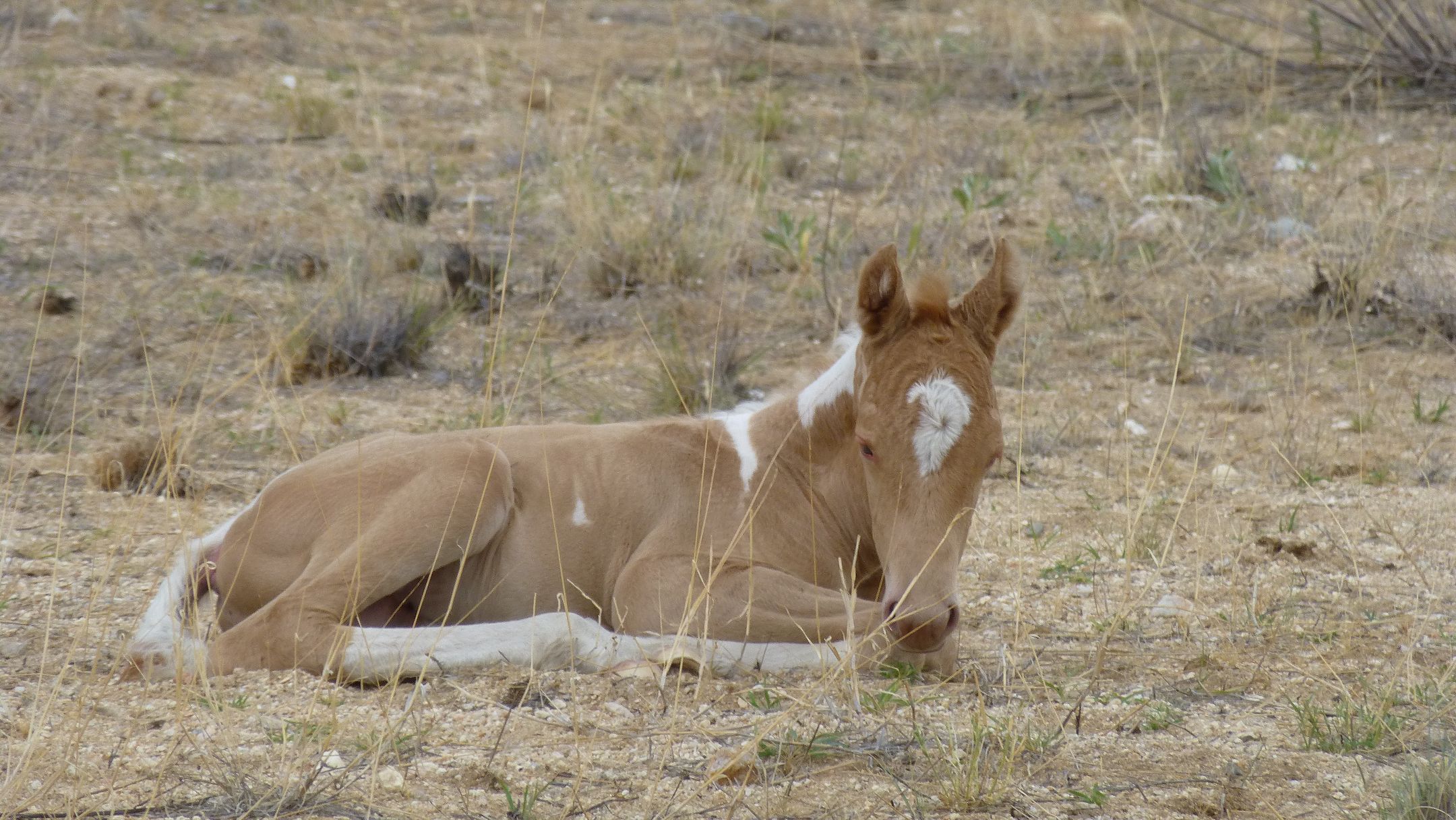 Palominoscheckenfohlen