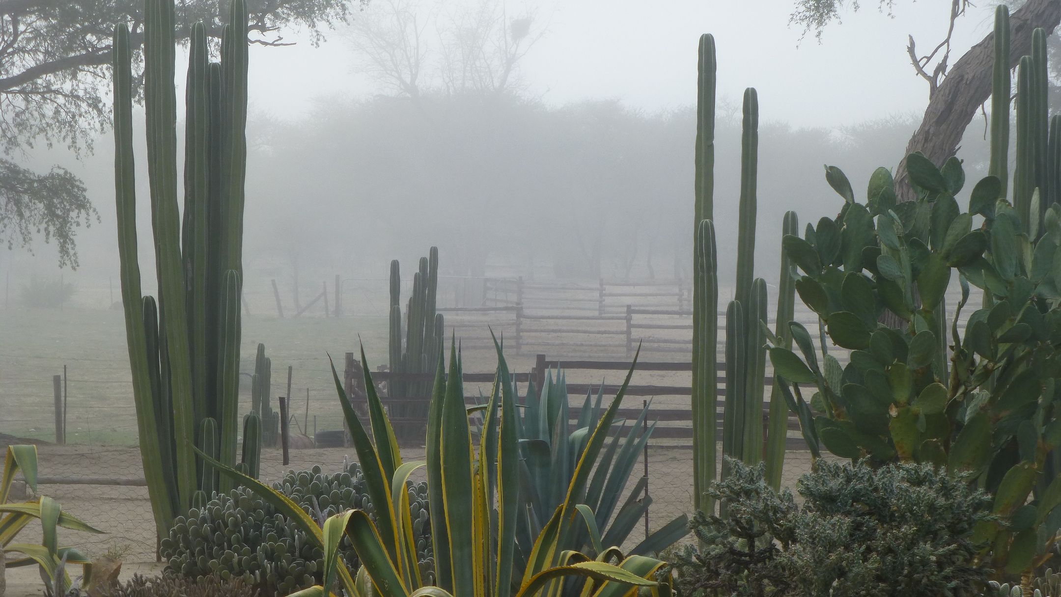 Wüstennebel