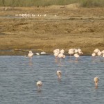 Flamingos bei Swakop