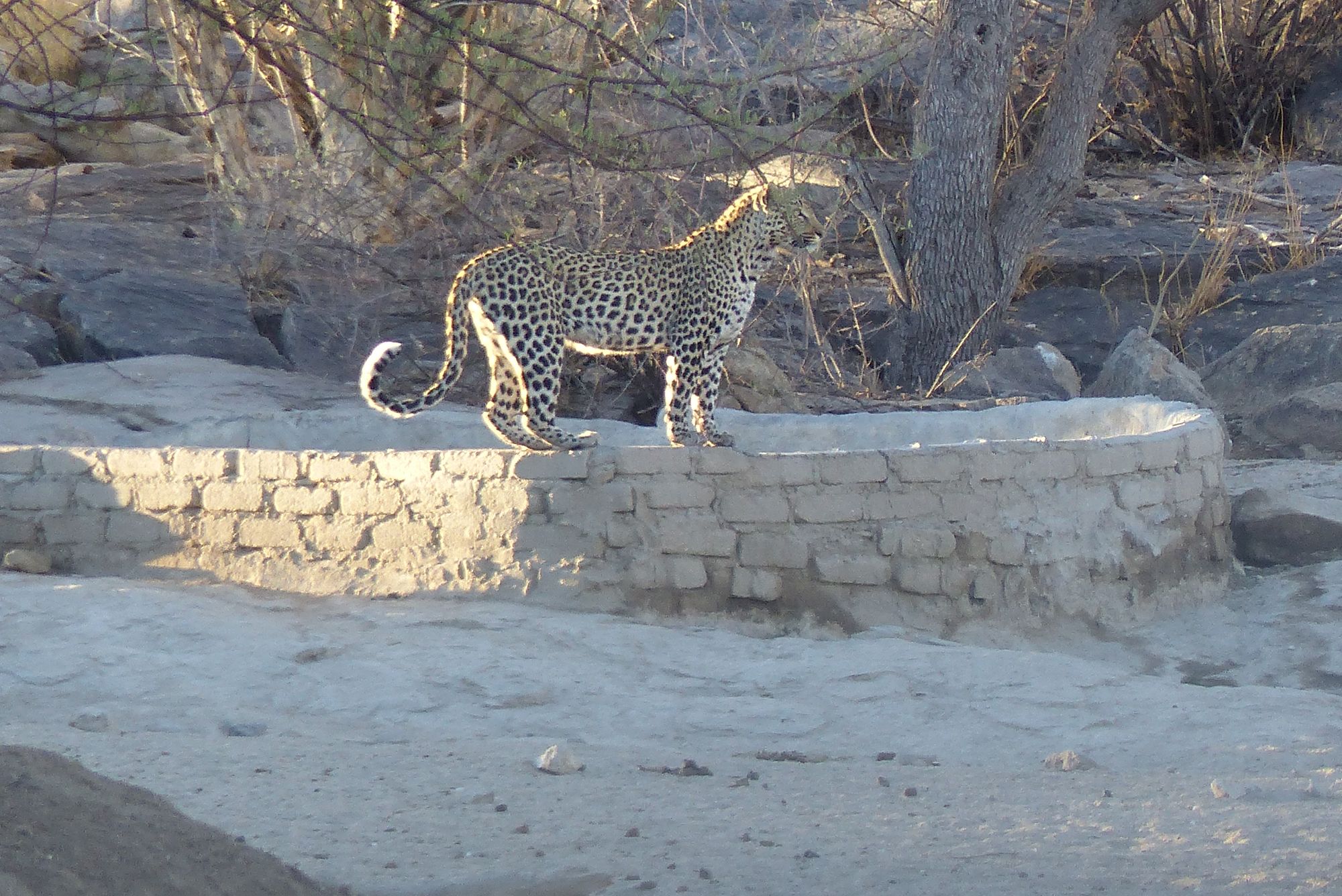 Leopard am TP