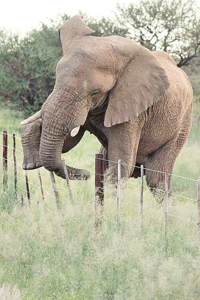 Elefant elegant