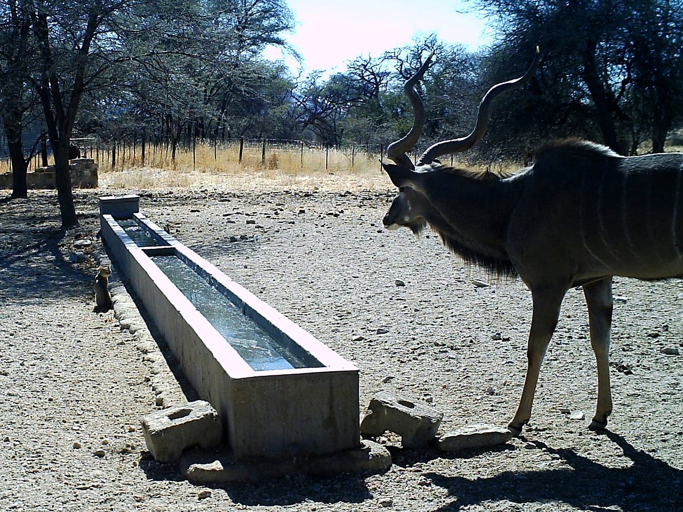 Großer Kudu - kleine Katze