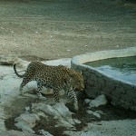 Leopardenmännchen