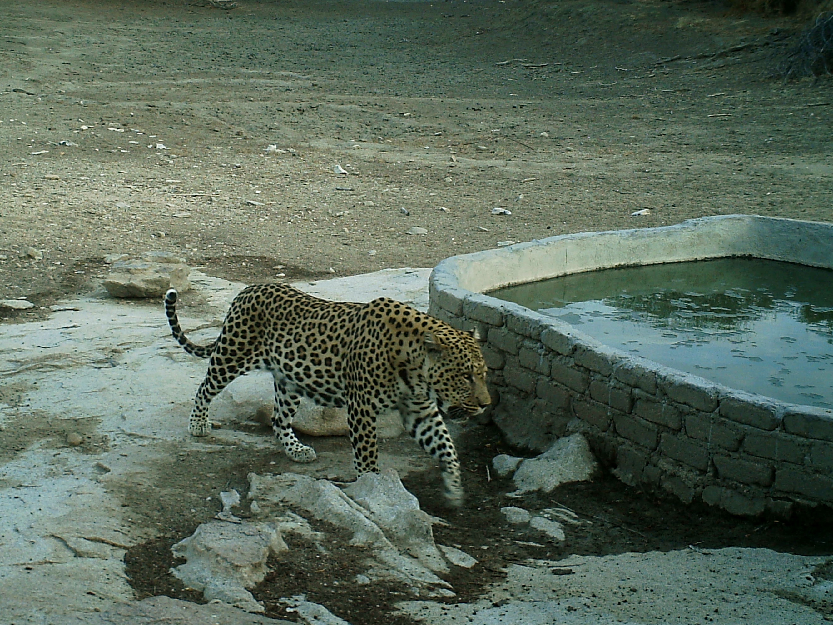 Leopardenmännchen