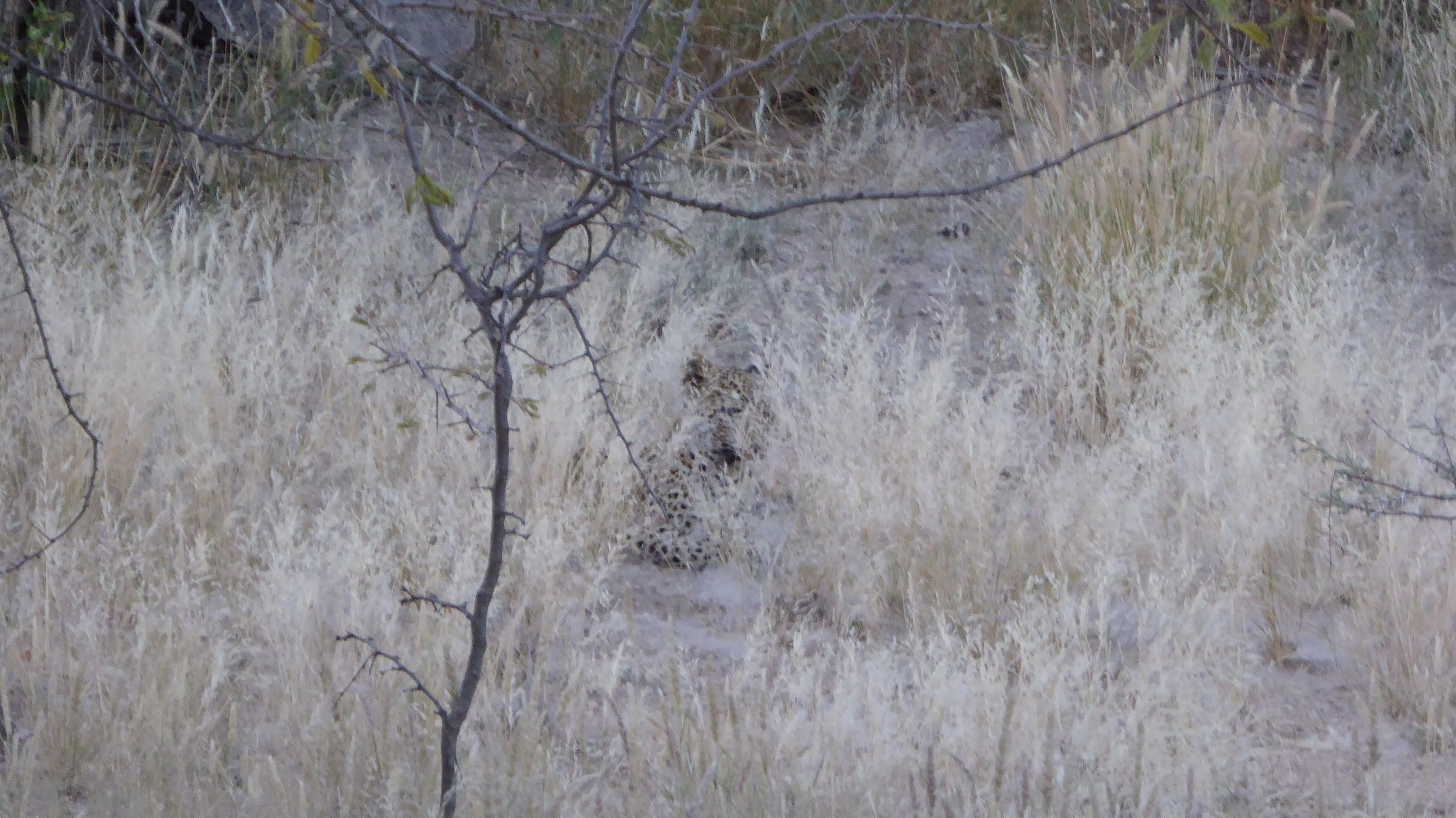 Flecktarn