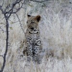 Junger Leopard
