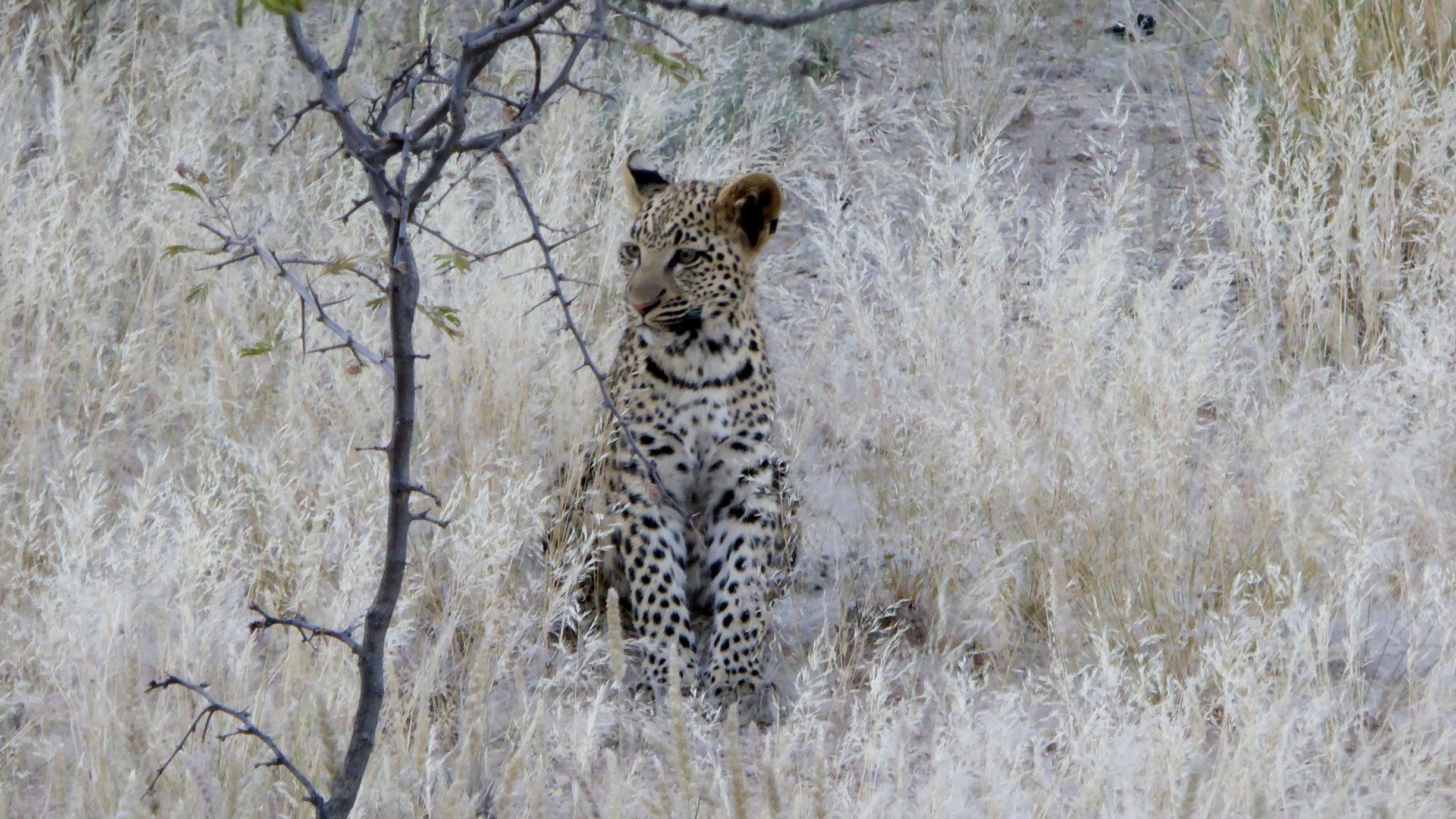 Junger Leopard
