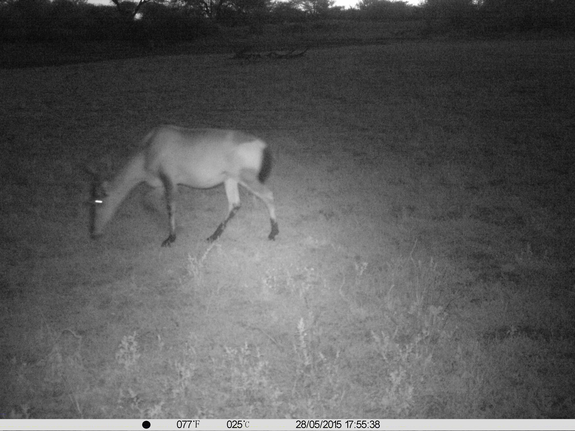 Hartebeest