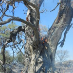 Feuer Gross-Okandjou 2006