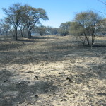 Feuer Gross-Okandjou 2006