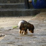 Wasserscheu?