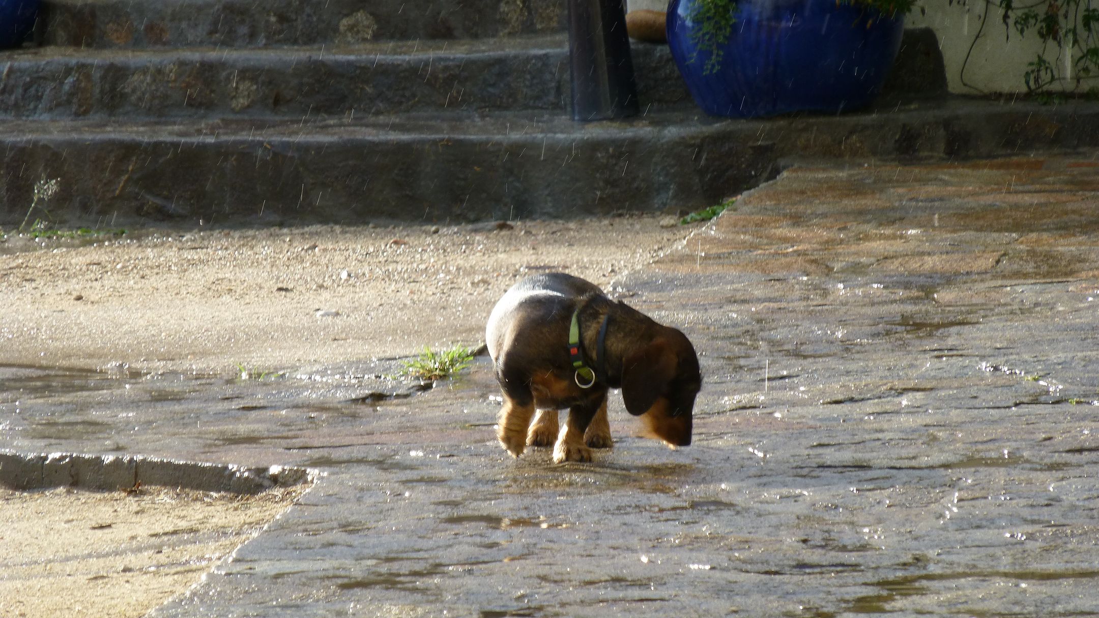 Wasserscheu?