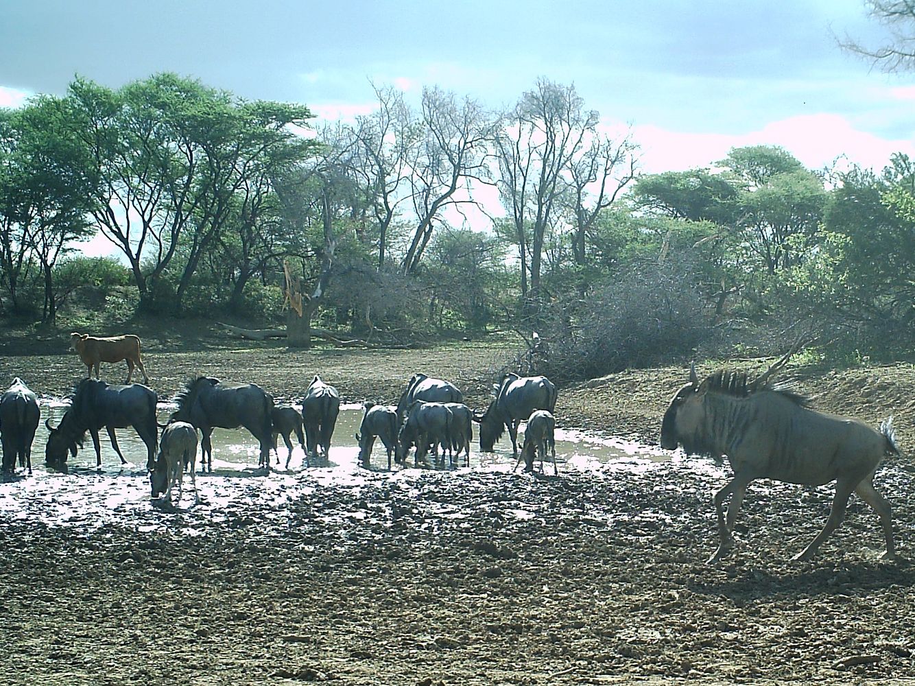 Blue Wildebeester