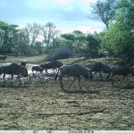 Rinder und Gnus nahebei