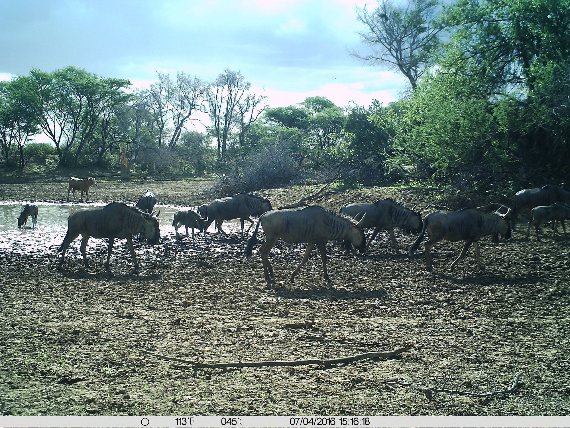 Rinder und Gnus nahebei