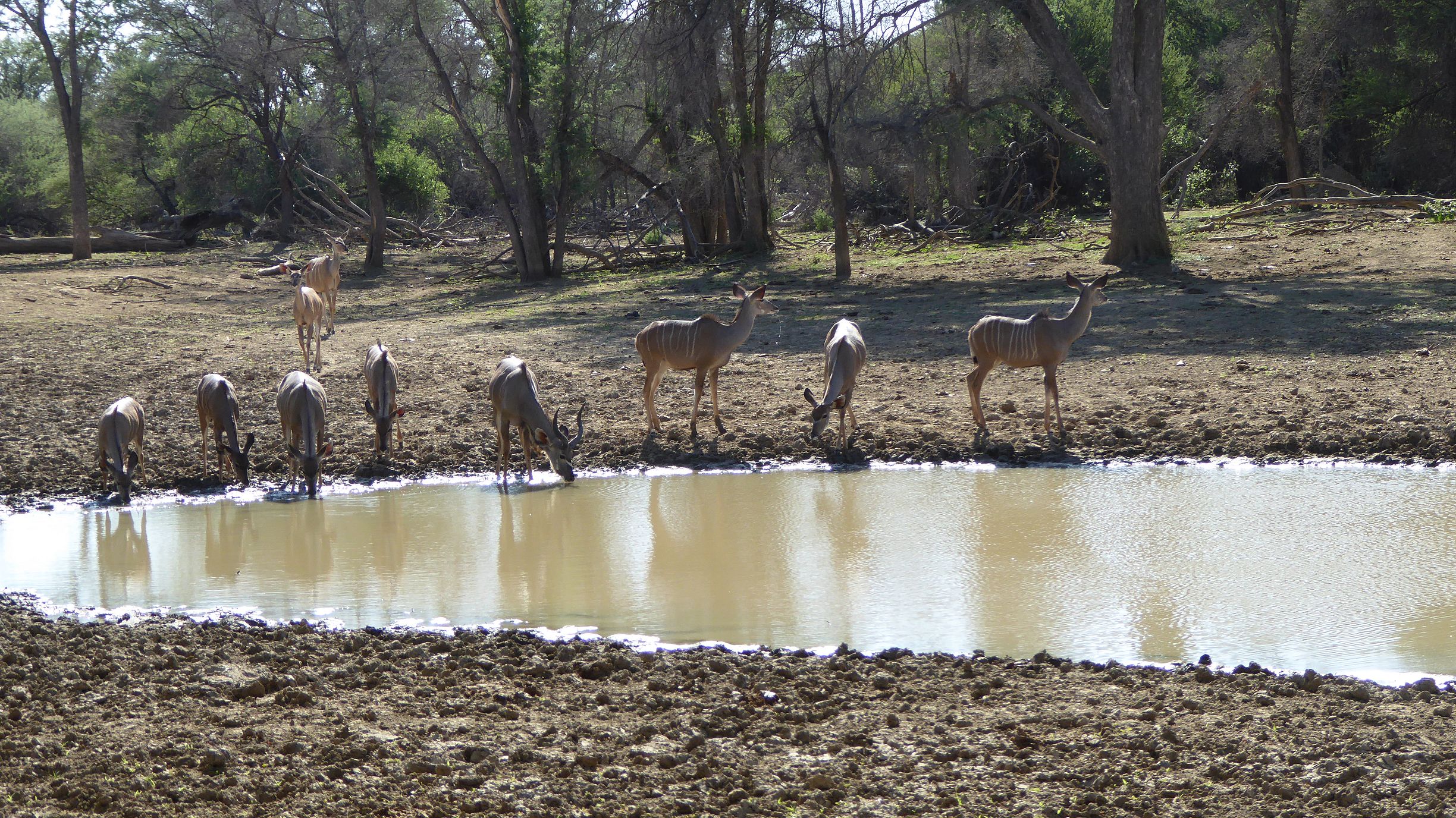 Kudus am Neudamm