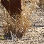 Trockenes Blaubüffelgras