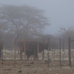 Zukunft im Nebel