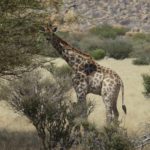 Giraffe ganz nah