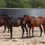 Sharif und Tatanka