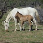 Ice und Namib Rose