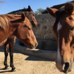 Jerome und Flicka