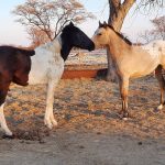 Manitu und Namib Star