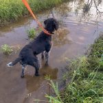 Athos nicht wasserscheu