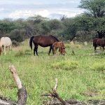 Lenz und seine Familie