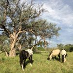 Sublime+Arrak+Manitu