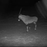 Oryx